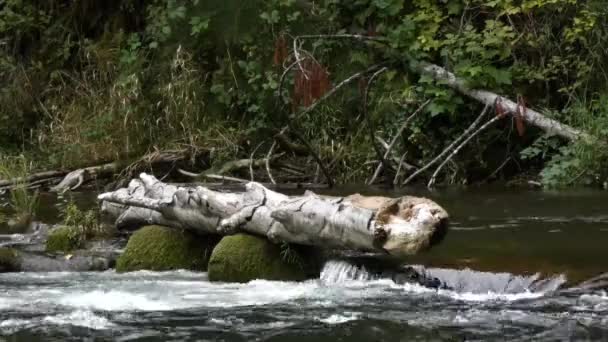 Viejo árbol caído tendido en el agua a lo largo del borde del río — Vídeo de stock