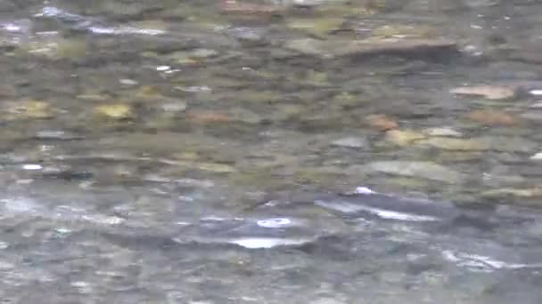 Fluss mit Lachsen schwimmt in sauberem Wasser im Bundesstaat Washington — Stockvideo