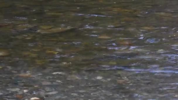 Rivier met zalm zwemmen in schoon water in Washington staat — Stockvideo