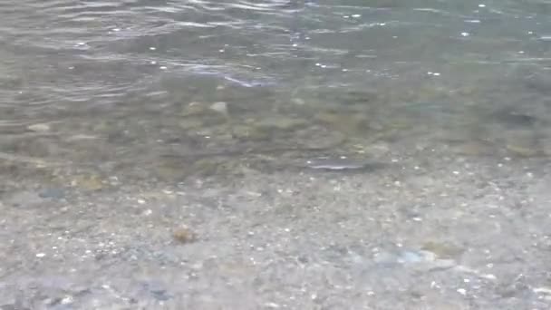 Washington eyaletinde temiz suda yüzen somonlu bir nehir. — Stok video