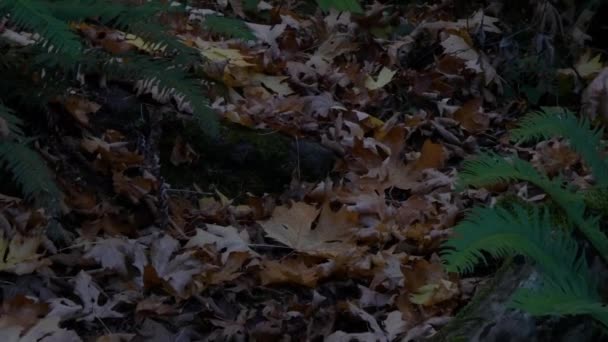 Panning μέχρι από το πάτωμα του δάσους στο δέντρο θόλο — Αρχείο Βίντεο