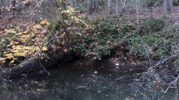 Wasser und Blätter fließen in kleinen Wasserbecken in der Nähe von Fallbüschen — Stockvideo