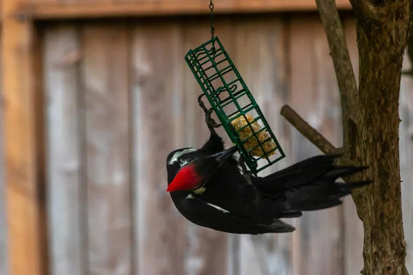 Rödhårig hackspett som äter fågelfrön ur mataren — Stockfoto