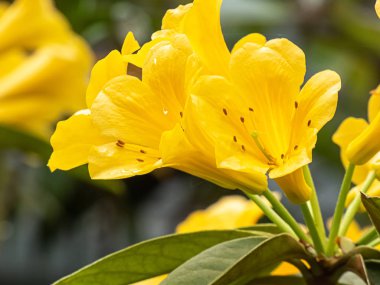 Bir rhododendron bitkisinin üzerinde parlak sarı çiçekler