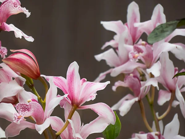 Pink rhododendron flowers on a brown background — Stock Photo, Image