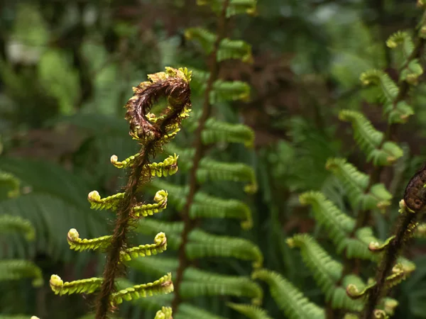Steli di felce verde scuro stratificati e in crescita sul pavimento della foresta — Foto Stock