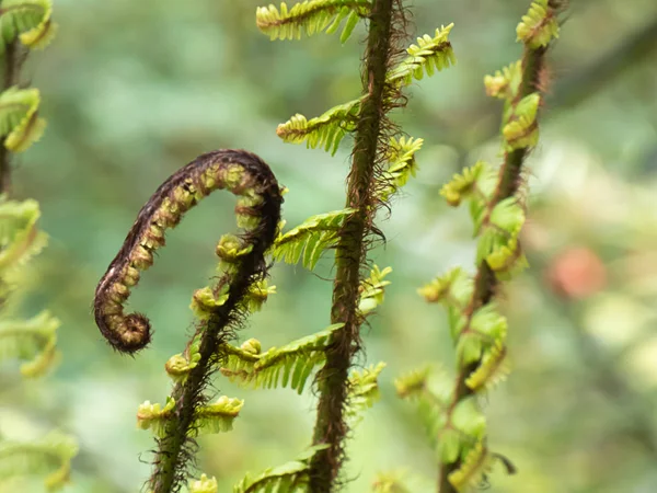 Close up view of a new fern before it uncurls — Stock Photo, Image