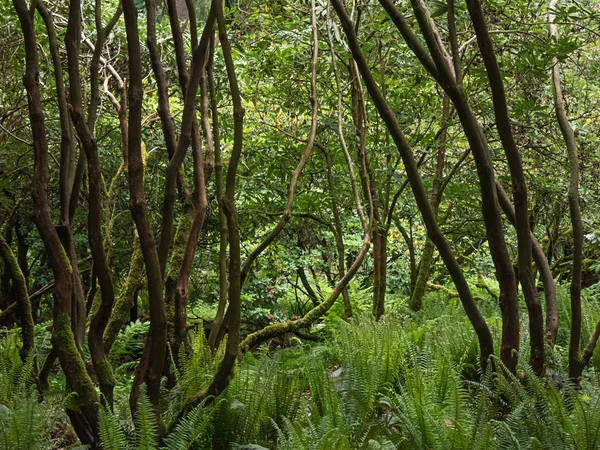 Bendy rhododendron trunks of massive bushes in garden — 스톡 사진