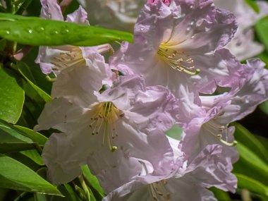 Washington 'da yetişen rhododendron üzerine pembe çiçek