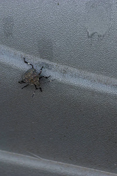 Insecto palo negro plano en metal en el ajuste al aire libre de Washington — Foto de Stock