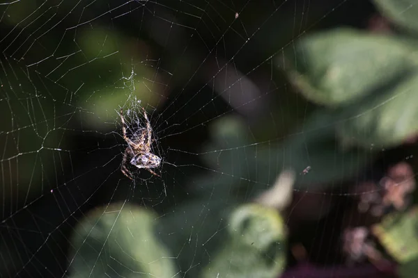 线织蜘蛛,带着猎物卷进了它的蜘蛛网 — 图库照片