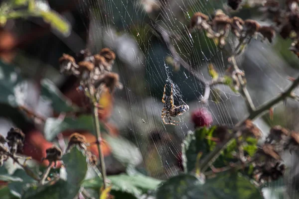 Orbweaver spider with prey wound up in its webbing — 스톡 사진