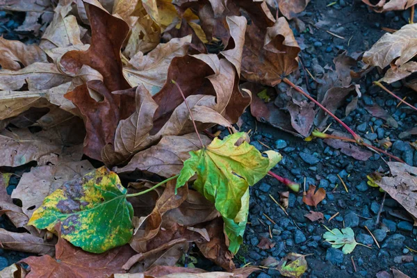 Mistura de folhas caídas no chão concreto com cores marrom e verde — Fotografia de Stock