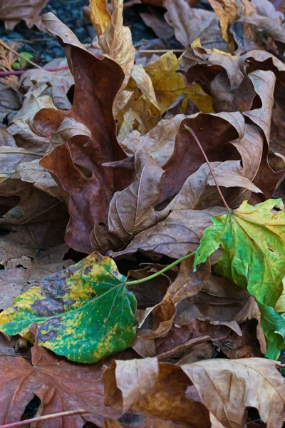 Mistura de folhas caídas no chão concreto com cores marrom e verde — Fotografia de Stock