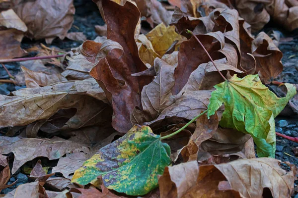 Mistura de folhas caídas no chão concreto com cores marrom e verde — Fotografia de Stock