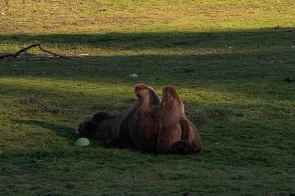 Single camel with two humps lays in grass in shadow — Stock Photo, Image