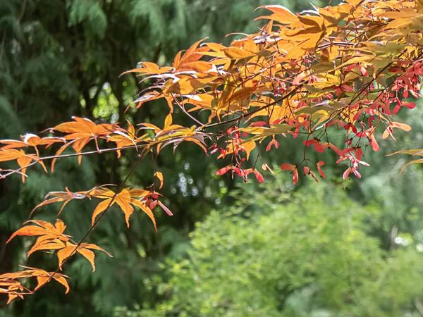 Золоте червоне японське кленове дерево з насіннєвими стручками, що звисають навесні — стокове фото