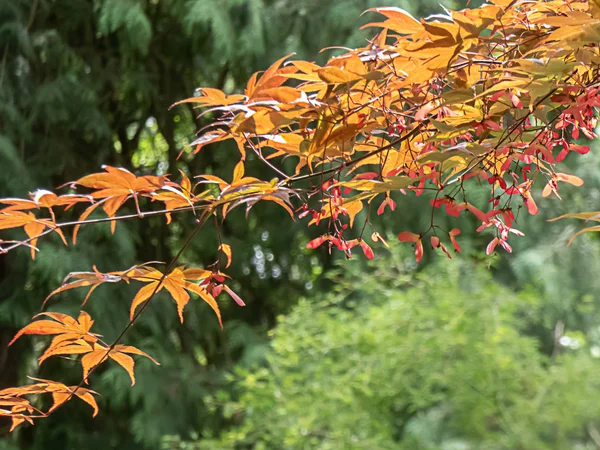 Árbol de arce japonés rojo dorado con vainas de semillas colgando en primavera —  Fotos de Stock