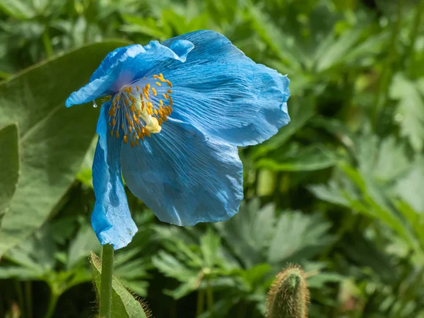 Sininen himalajan unikko kasvaa kasvitieteellinen puutarha Washington — kuvapankkivalokuva
