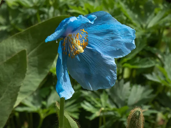 Amapola azul himalaya creciendo en jardín botánico en Washington —  Fotos de Stock