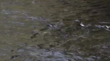 Akıntıya karşı yüzen sığ bir nehirde somon balığı