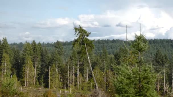 Een bos in de vroege herfst waait in de wind — Stockvideo