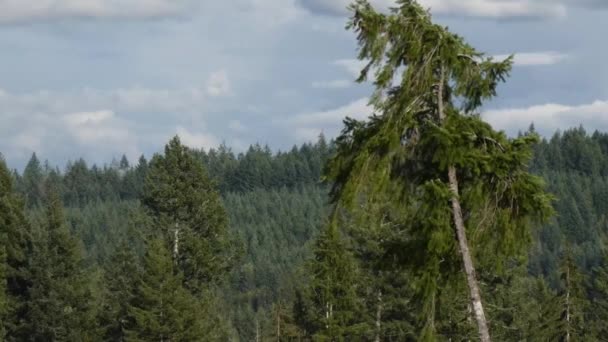 Um pinheiro alto soprando no vento — Vídeo de Stock