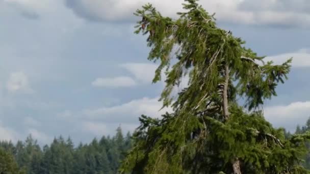 La parte superior de un pino en el viento — Vídeos de Stock