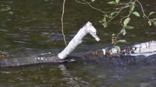 Saumon nageant dans la rivière autour d'une bille tombée — Video