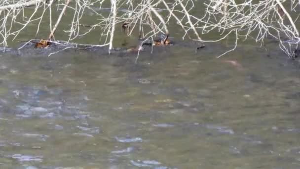 Saumon nageant à contre-courant de la rivière — Video