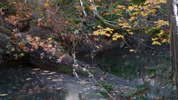Pomalu se pohybující potok kolem spadlého stromu na podzim — Stock video