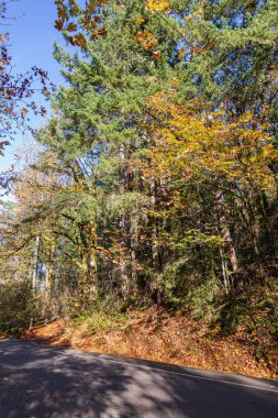 Yolun kenarındaki sonbahar ormanı.