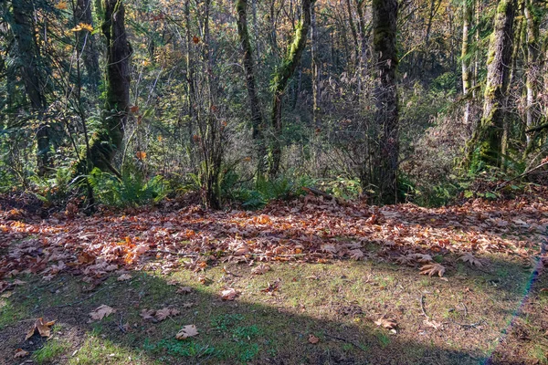 Φύλλα και γκαζόν στην άκρη του δάσους — Φωτογραφία Αρχείου