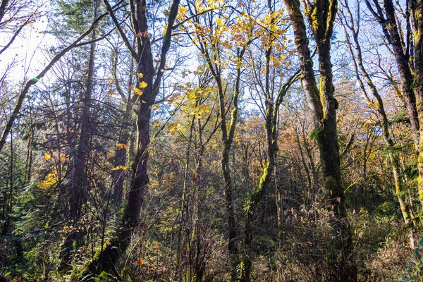 Słońce w lesie późną jesienią — Zdjęcie stockowe