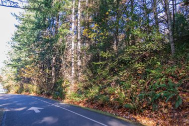Ormanın kıyısındaki yol.