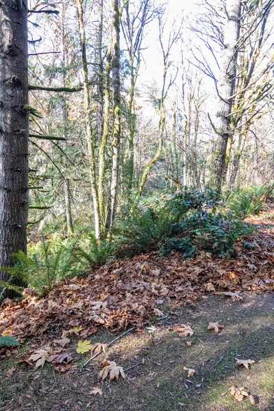 Herbstlaub auf der Straße durch den Wald — Stockfoto