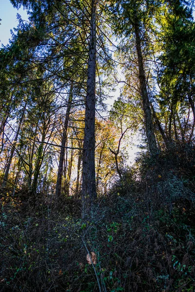 ワシントン州の森林に覆われた丘の中腹に — ストック写真
