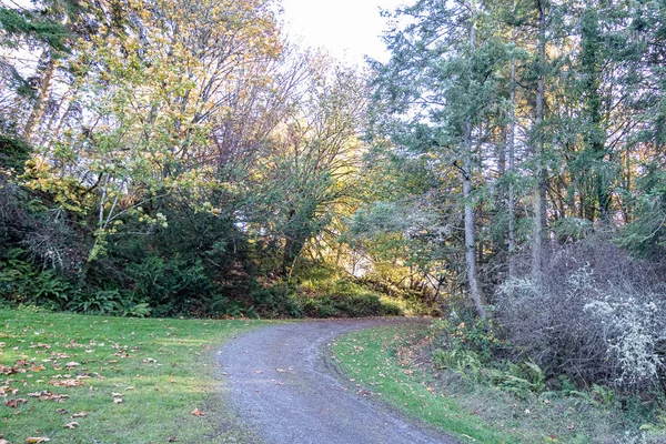 Floresta com folhas caídas e caminho no início do outono — Fotografia de Stock