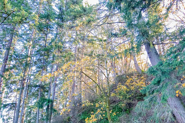 Washington 'da sonbaharda orman yamacı — Stok fotoğraf