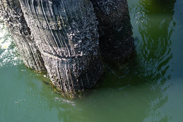 Basis des alten Docks entlang der Küste Marina im Frühjahr — Stockfoto