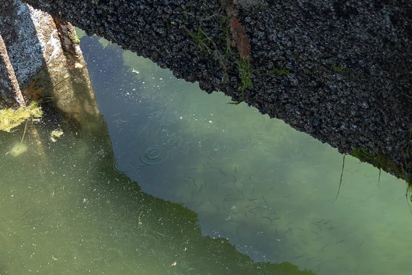 Kleine vis bakken zwemmen onder een jachthaven betonnen structuur in het voorjaar — Stockfoto