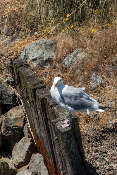 Seagull sitting on wooden perch near stone barrier at a marina — 스톡 사진