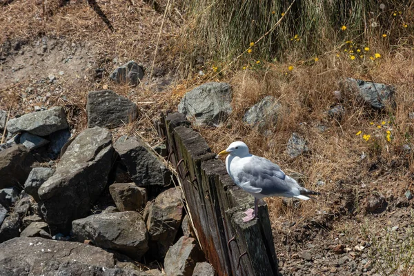 Mouette assise sur une perche en bois près d'une barrière de pierre dans un port de plaisance — Photo