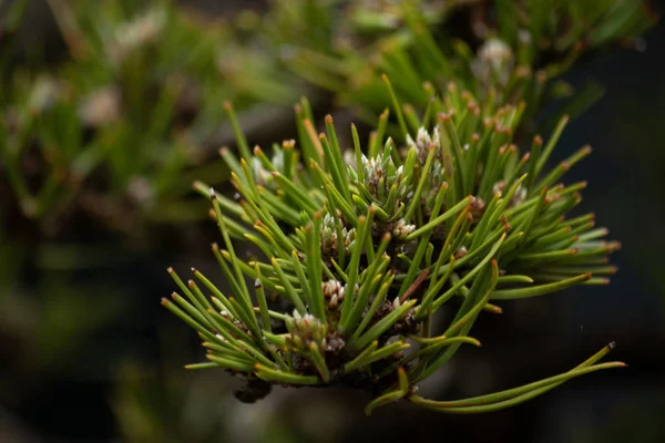 Bonsai växer i pott mot grädde bakgrund — Stockfoto