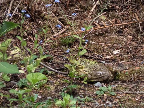 Duża zielona żaba w pobliżu stawu ogrodowego siedzi w brudzie — Zdjęcie stockowe