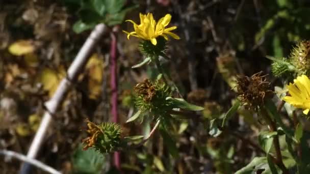 Kleine wilde Sonnenblumen im zeitigen Frühling — Stockvideo
