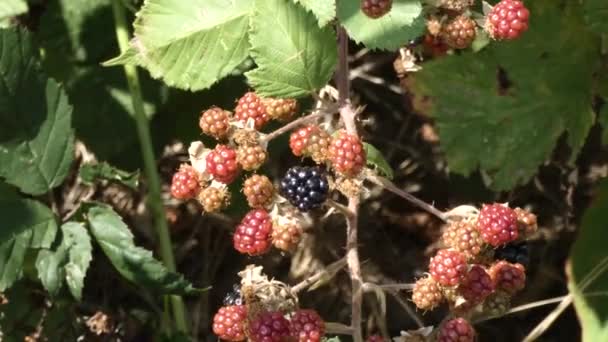 Early blackberries growing wild on the vine — Stock Video