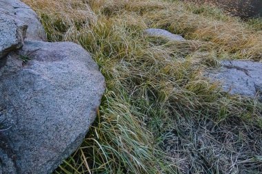 Granit kayalar, turuncu uzun sonbahar otlarıyla çevrili.