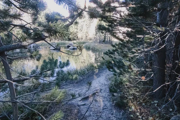 Sendero a través de pinos a un brillante estanque de hierba reflectiong alineado — Foto de Stock