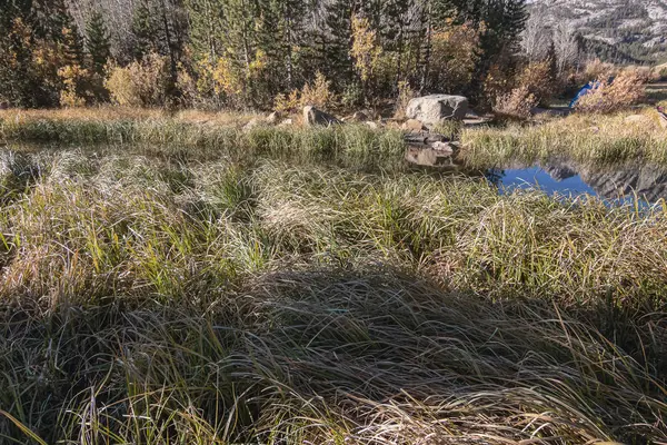 Hierba alta a lo largo de la orilla de un arroyo que corre a través del bosque otoñal — Foto de Stock